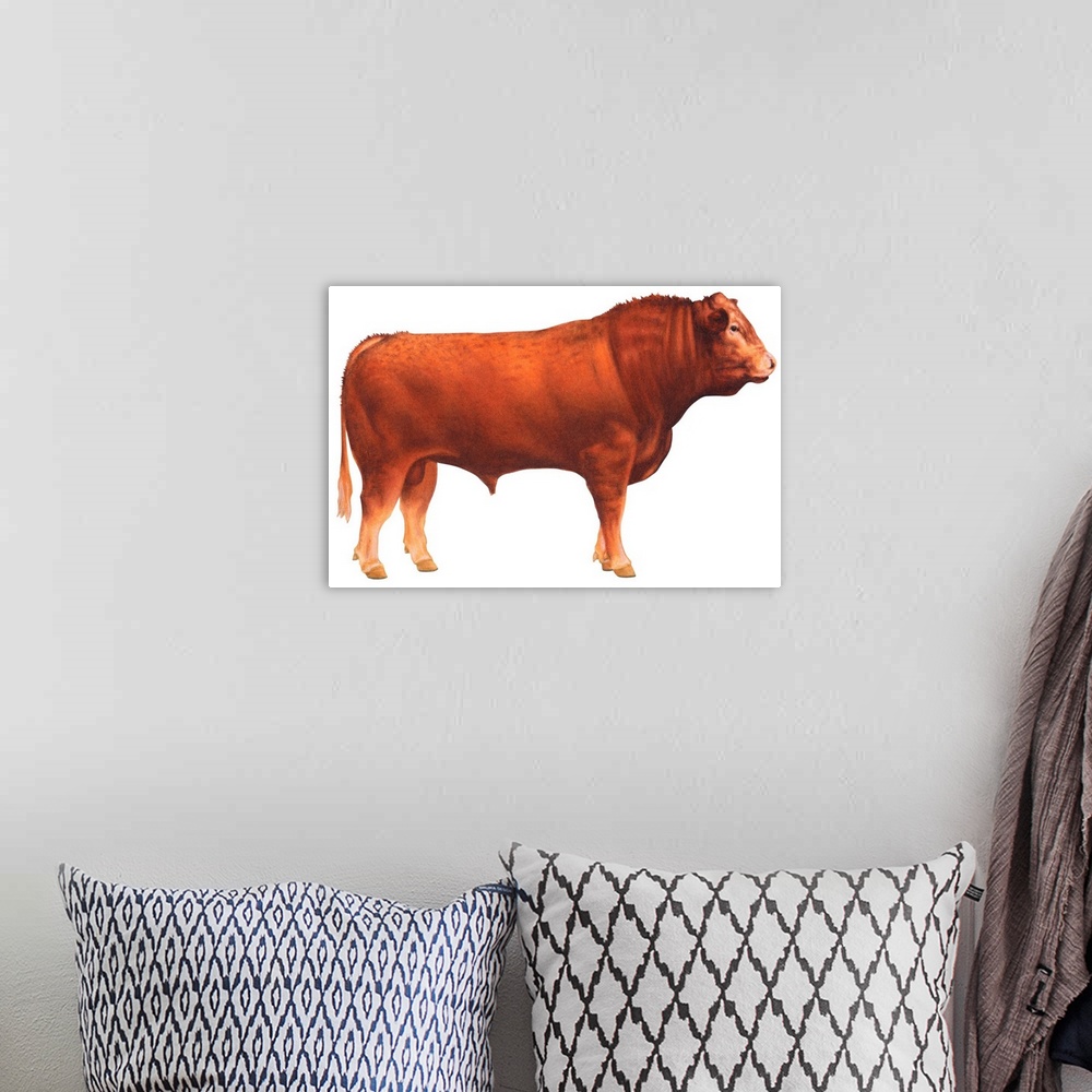 A bohemian room featuring Limousin Bull, Beef Cattle
