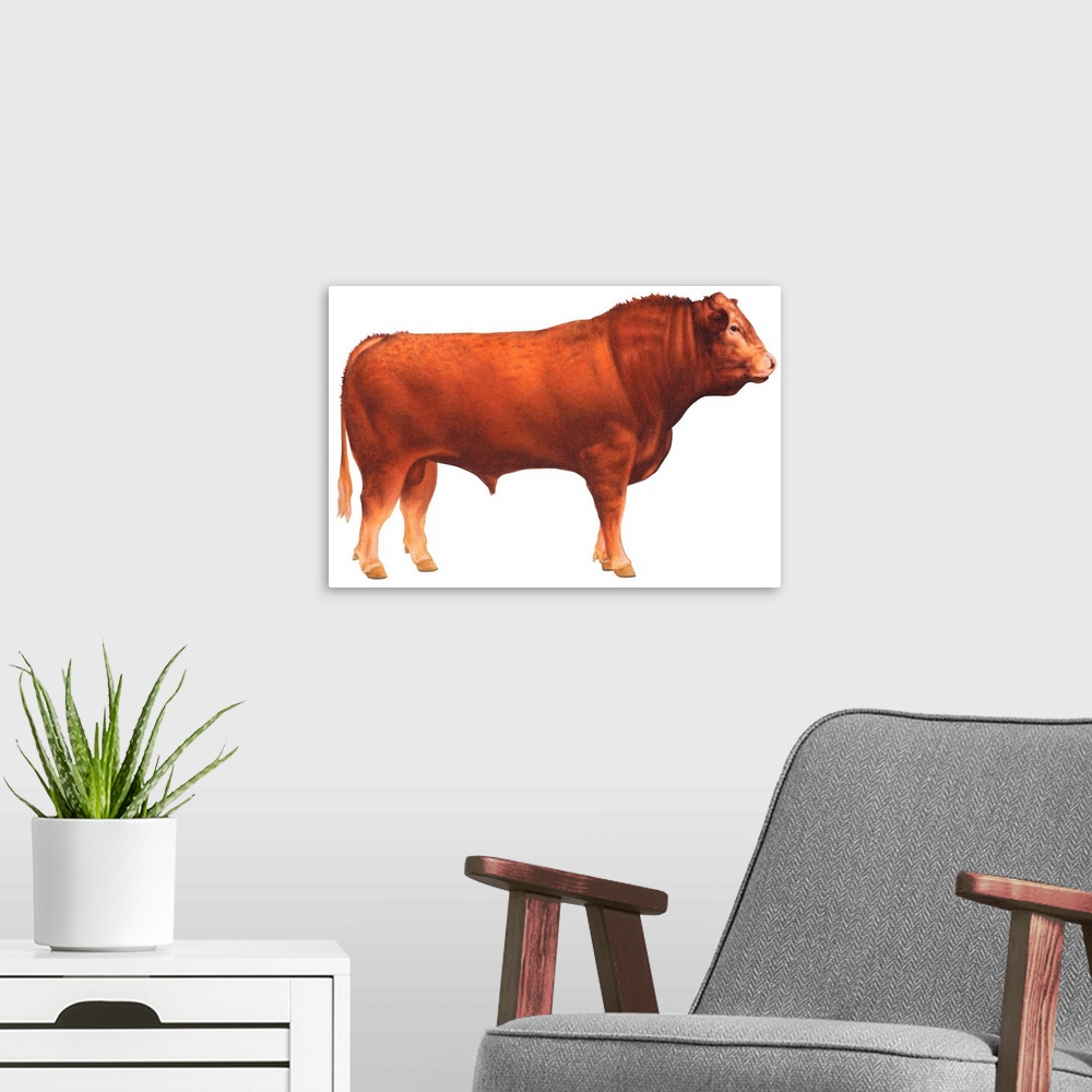 A modern room featuring Limousin Bull, Beef Cattle