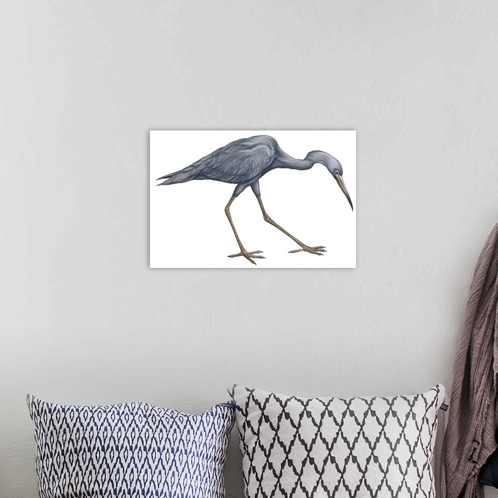 A bohemian room featuring Educational illustration of the little blue heron.