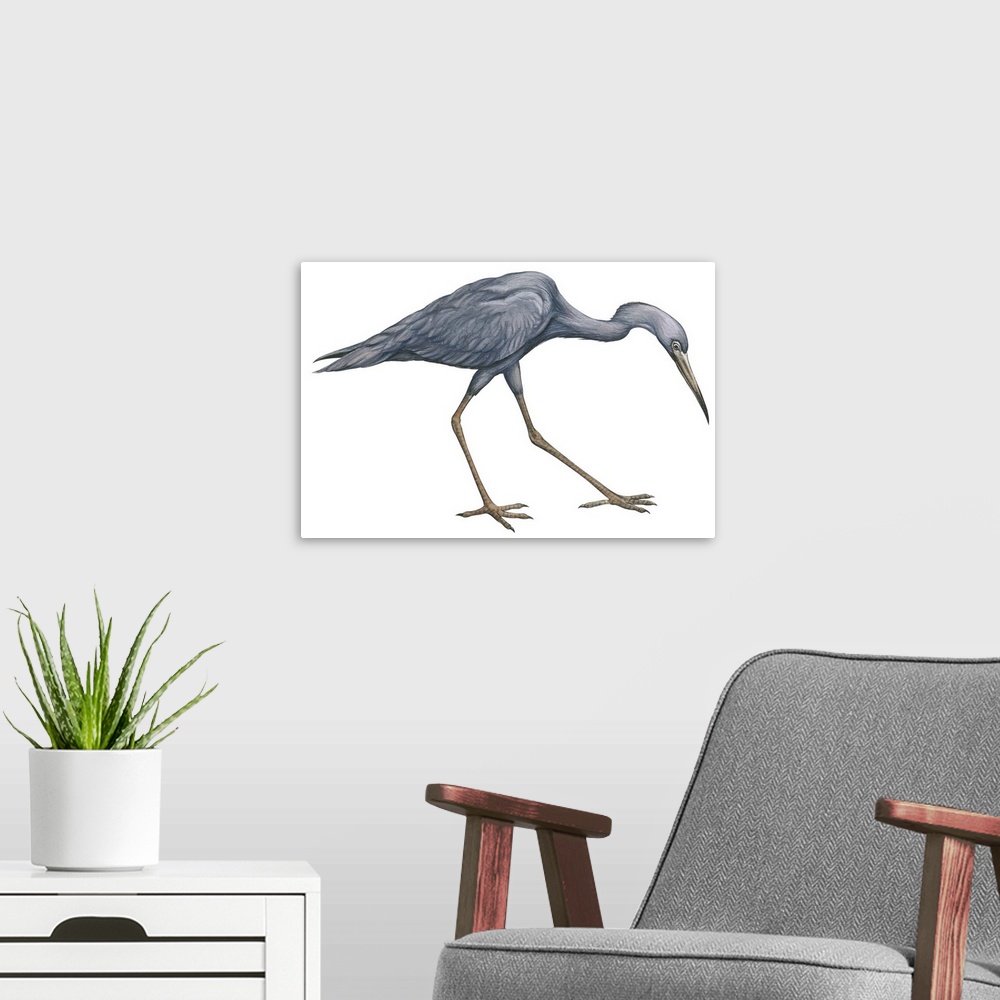 A modern room featuring Educational illustration of the little blue heron.
