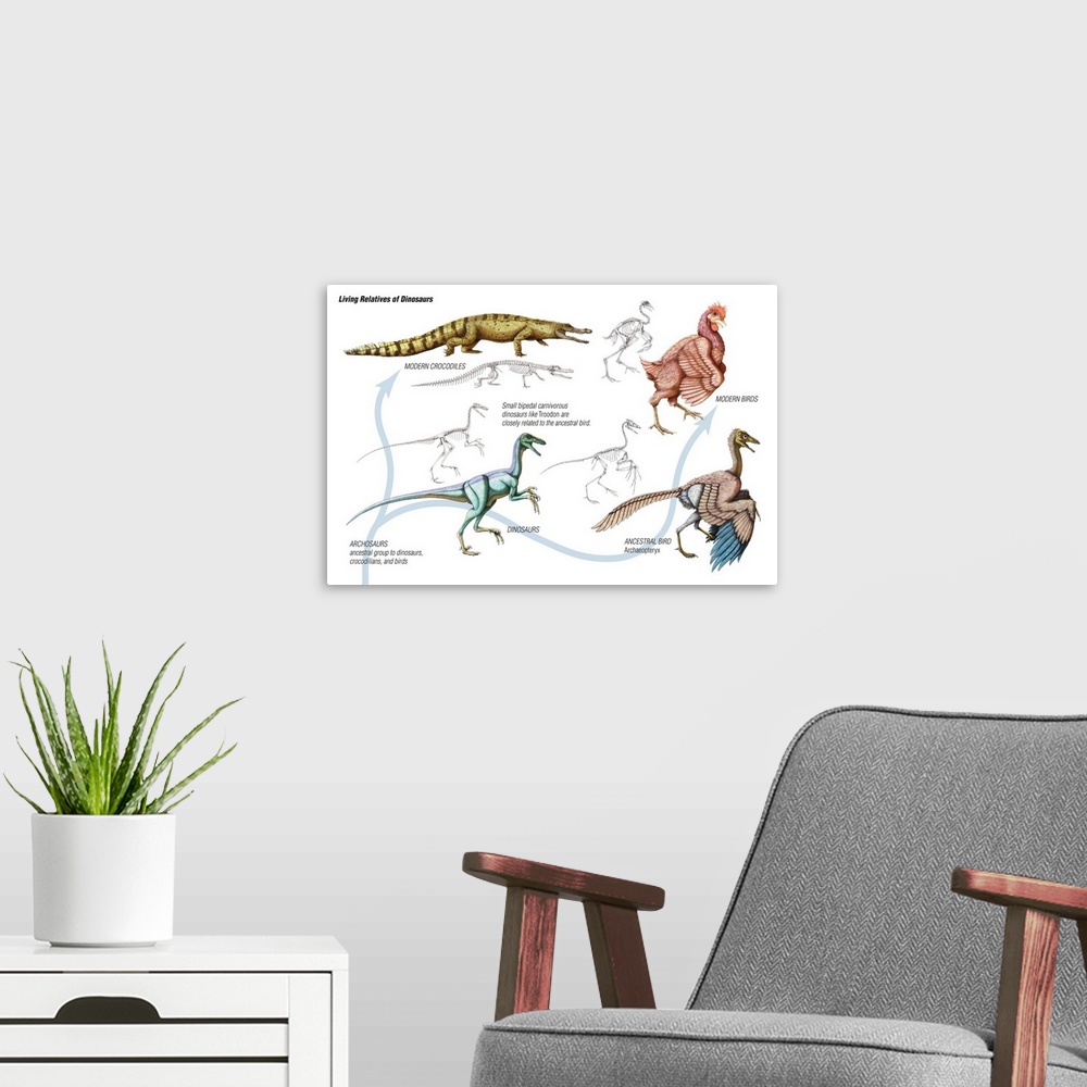 A modern room featuring An educational poster from Encyclopaedia Britannica showing how birds and modern reptiles are des...