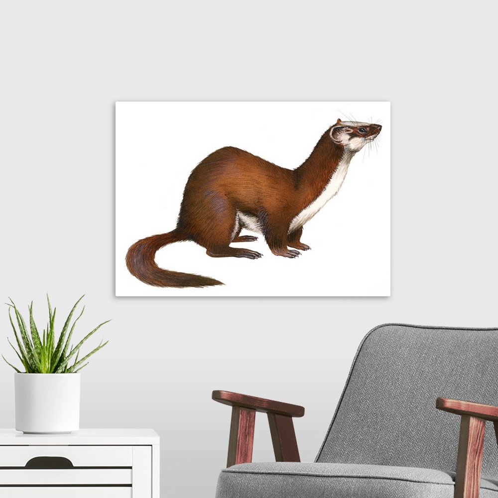A modern room featuring Long-Tailed Weasel (Mustela Frenata)