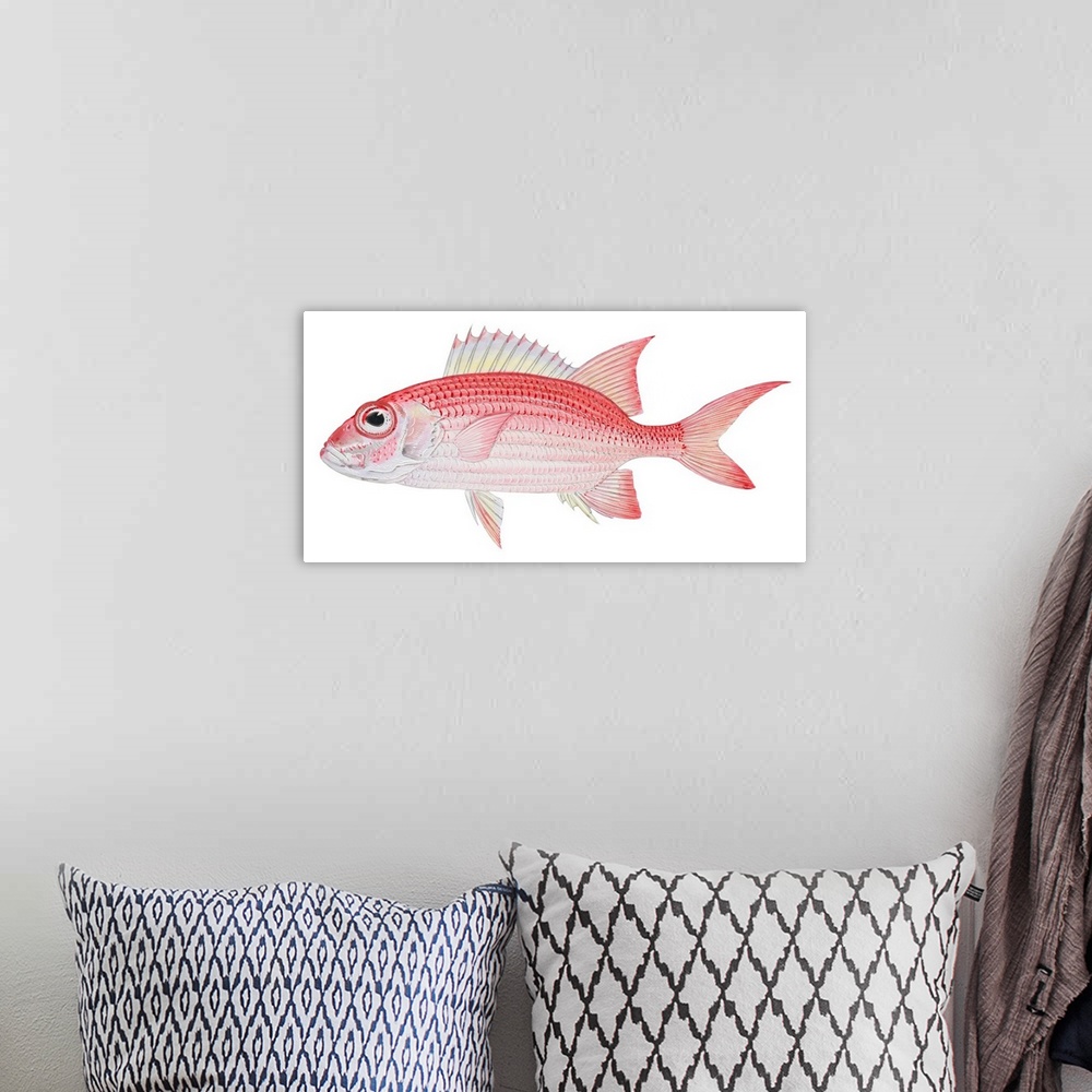 A bohemian room featuring Longspine Squirrelfish (Holocentrus Rufus)