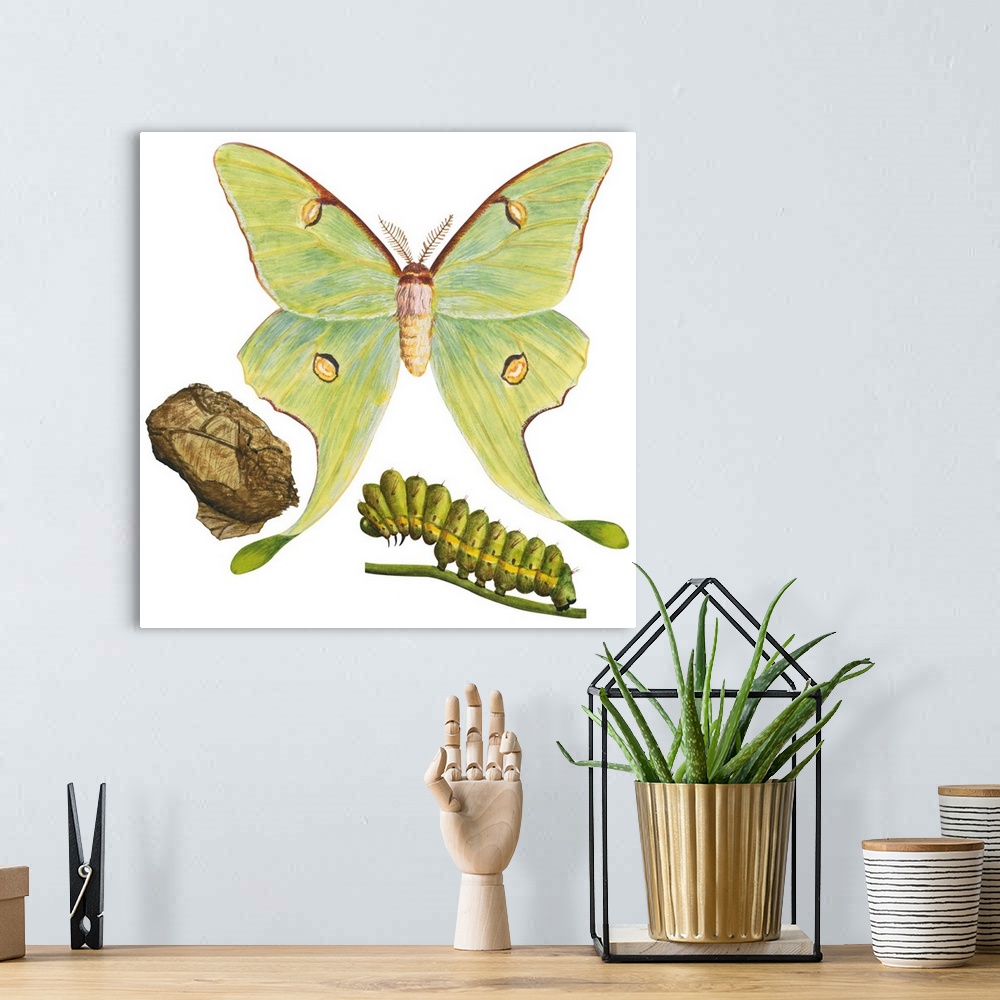 A bohemian room featuring Luna Moth, Caterpillar, And Pupae (Actias Luna)