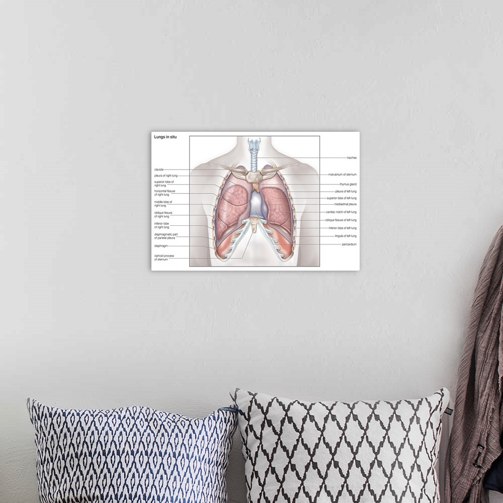A bohemian room featuring Lungs in situ - anterior view. respiratory system