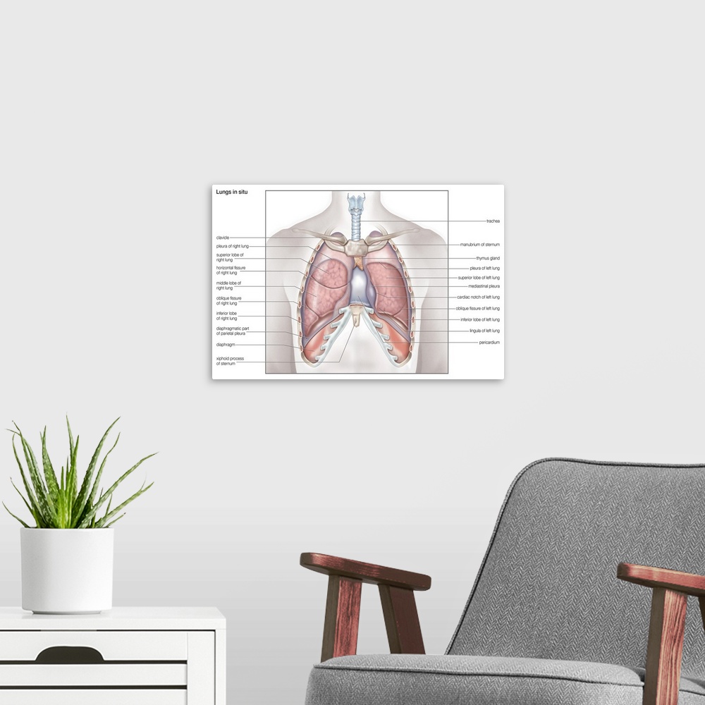 A modern room featuring Lungs in situ - anterior view. respiratory system