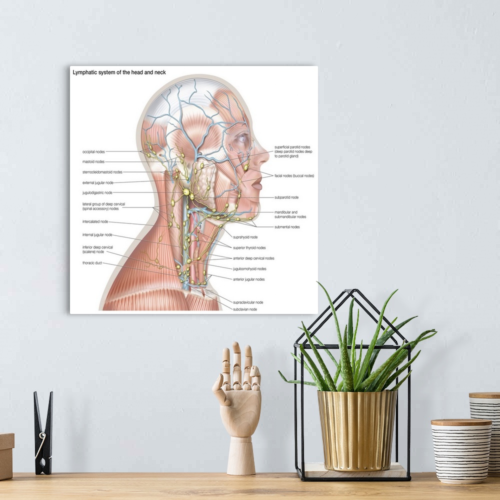 A bohemian room featuring Lymphatic system of the head and neck