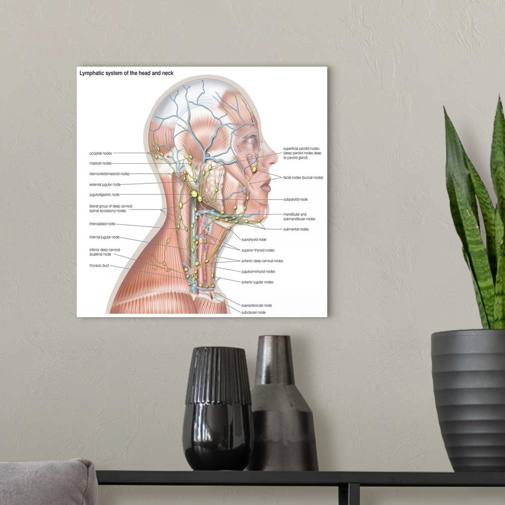 A modern room featuring Lymphatic system of the head and neck