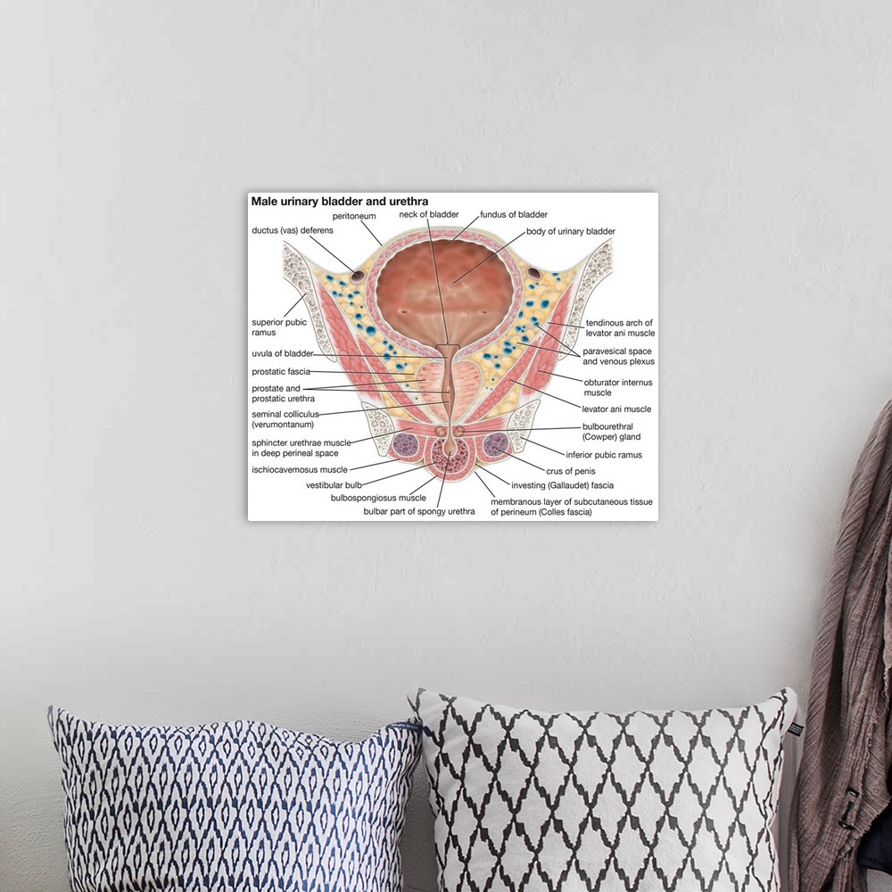 A bohemian room featuring Male urinary bladder and urethra. urinary system