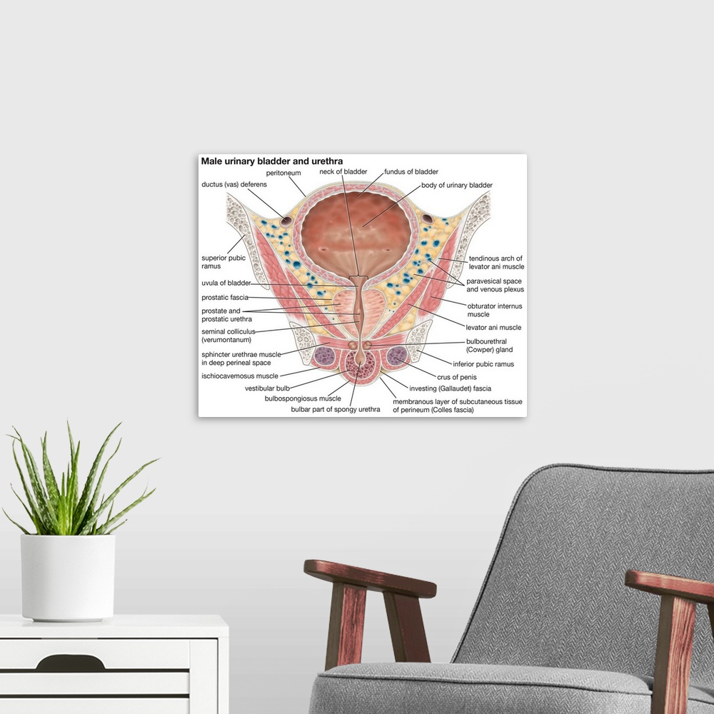 A modern room featuring Male urinary bladder and urethra. urinary system