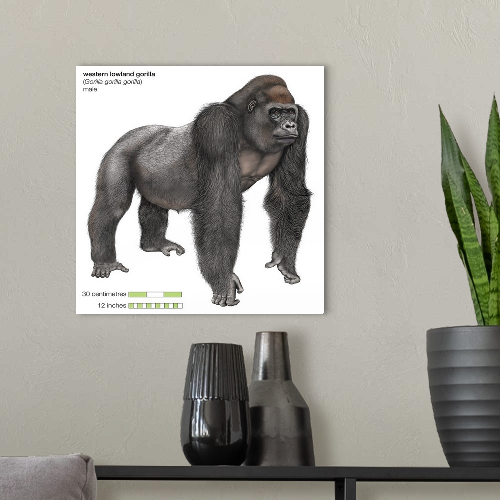 A modern room featuring Male Western Lowland Gorilla (Gorilla Gorilla Gorilla), Ape