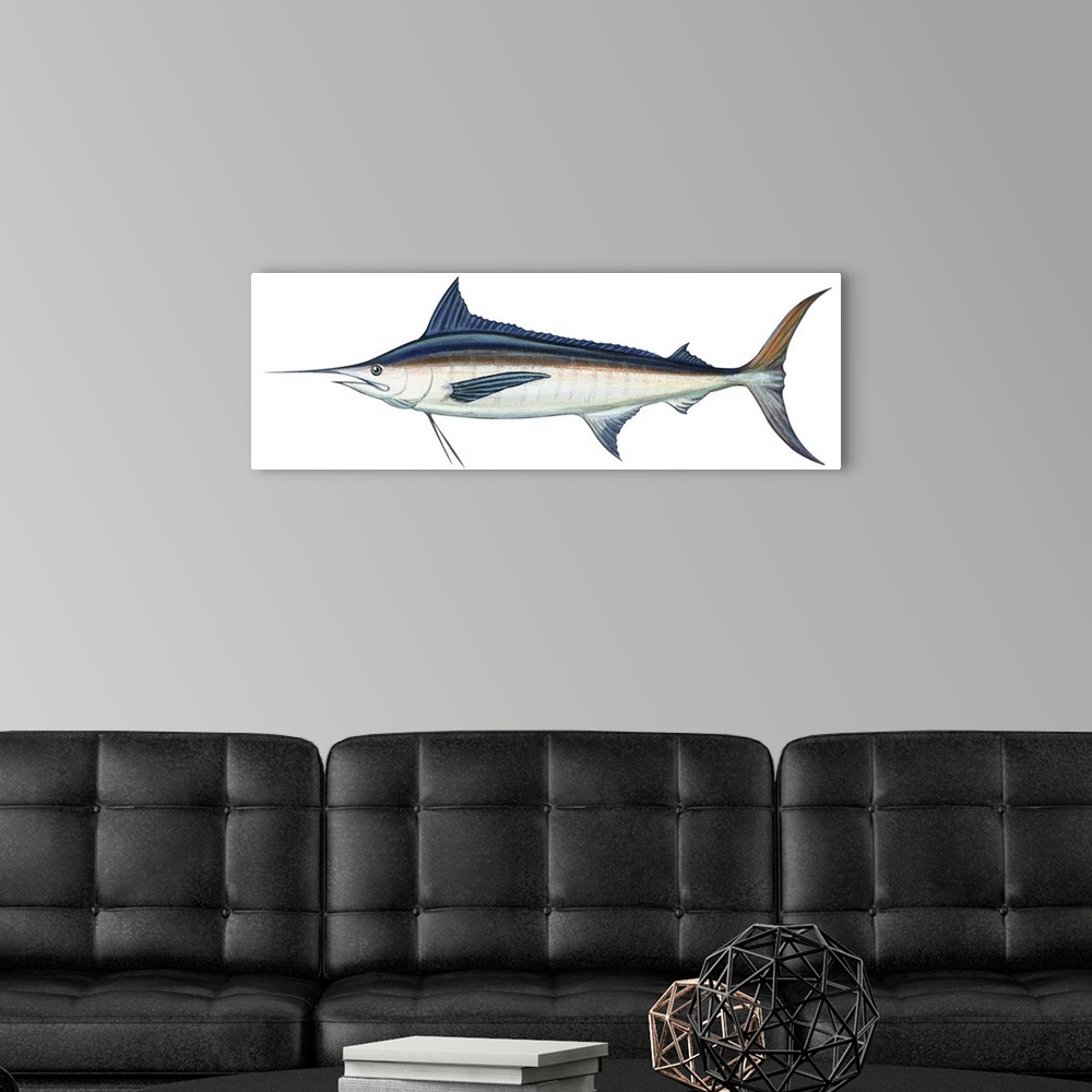 A modern room featuring Marlin (Makaira Nigricans), Blue Marlin