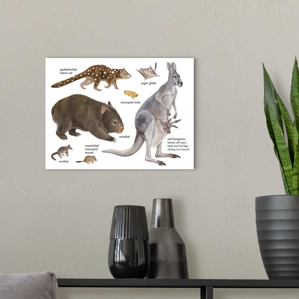A modern room featuring An educational poster from Encyclopaedia Britannica of different marsupials.