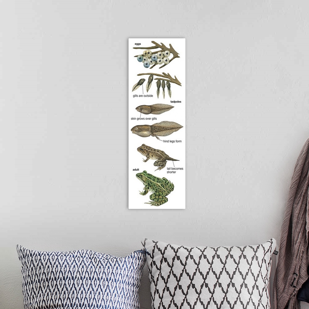 A bohemian room featuring Educational illustration of the Metamorphosis Of Leopard Frog.
