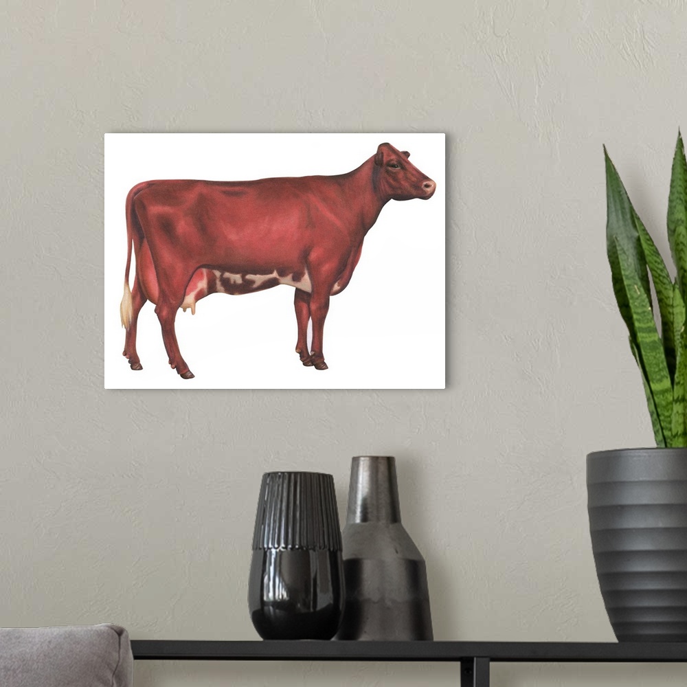 A modern room featuring Milking Shorthorn Cow, Dairy Cattle