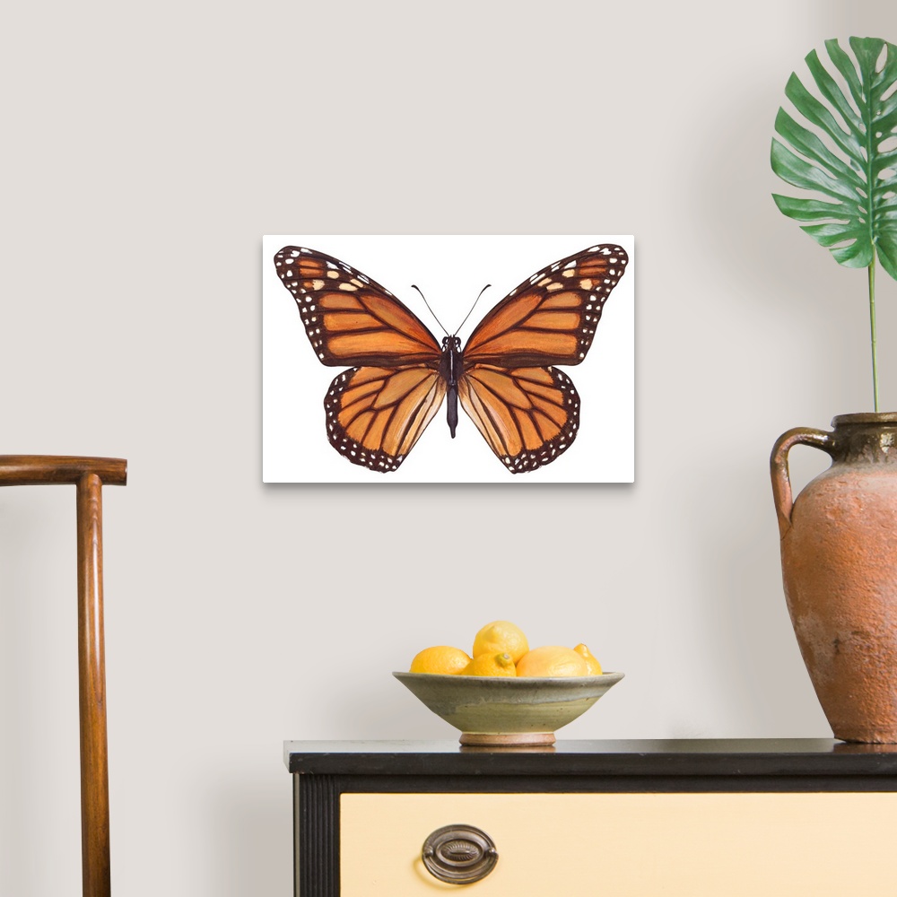 A traditional room featuring Monarch Butterfly (Danaus Plexippus), Milkweed Butterfly