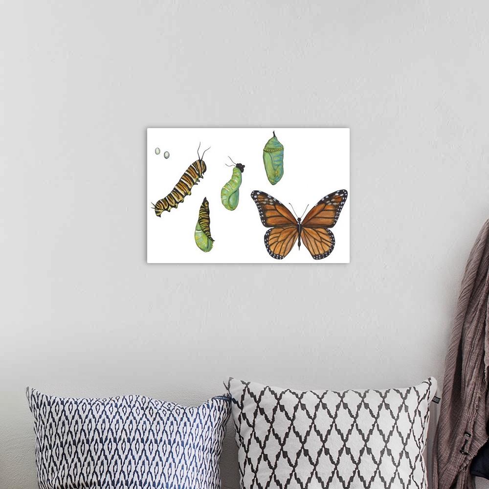 A bohemian room featuring Monarch Butterfly Metamorphosis (Danaus Plexippus)