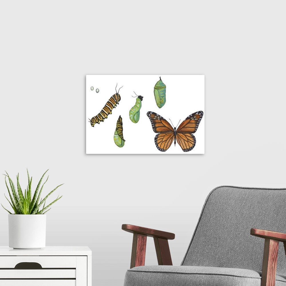 A modern room featuring Monarch Butterfly Metamorphosis (Danaus Plexippus)