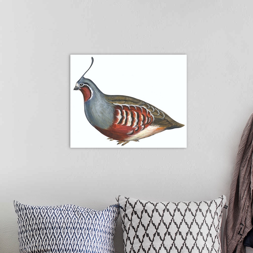 A bohemian room featuring Educational illustration of the mountain quail.