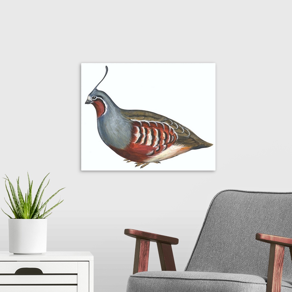 A modern room featuring Educational illustration of the mountain quail.