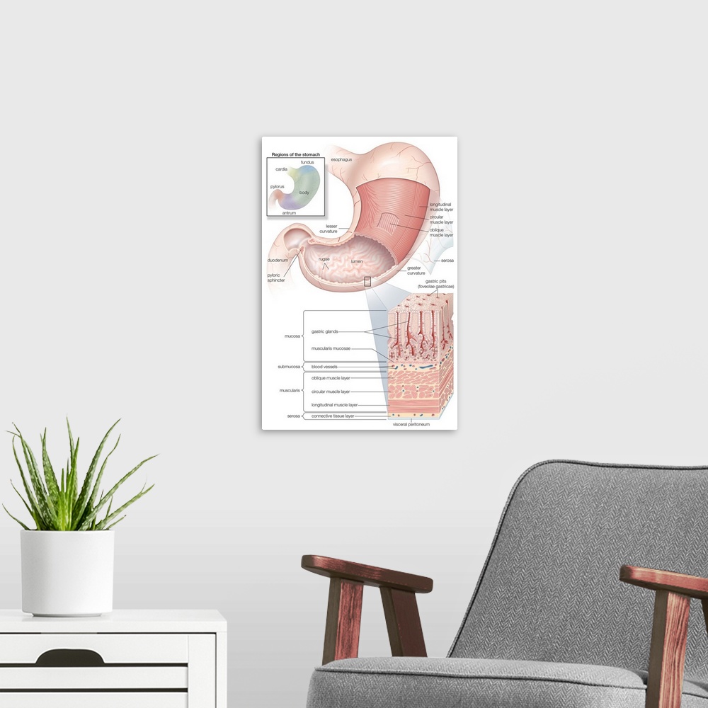A modern room featuring Mucosa and musculature of the stomach