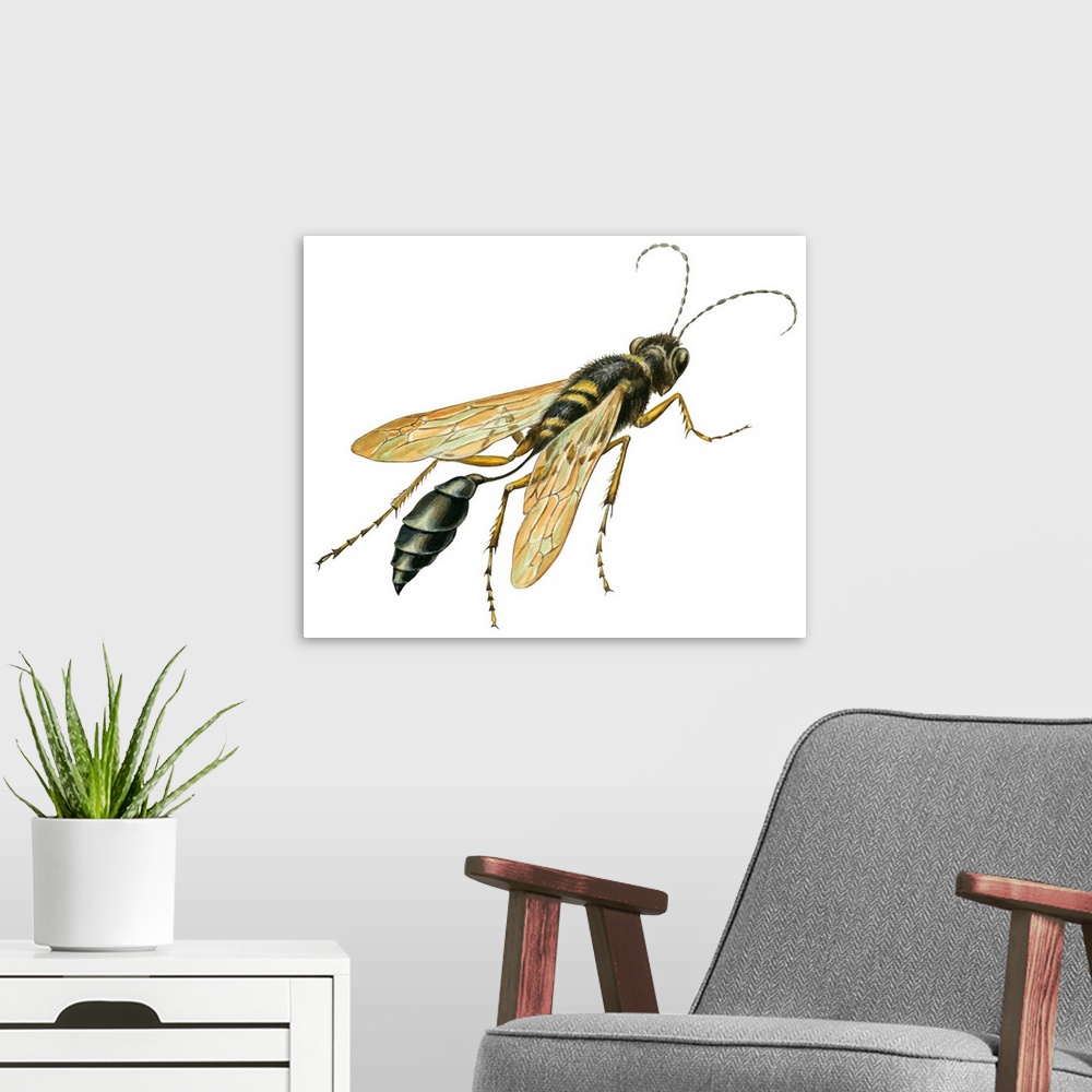 A modern room featuring Mud Dauber (Crabronidae), Wasp