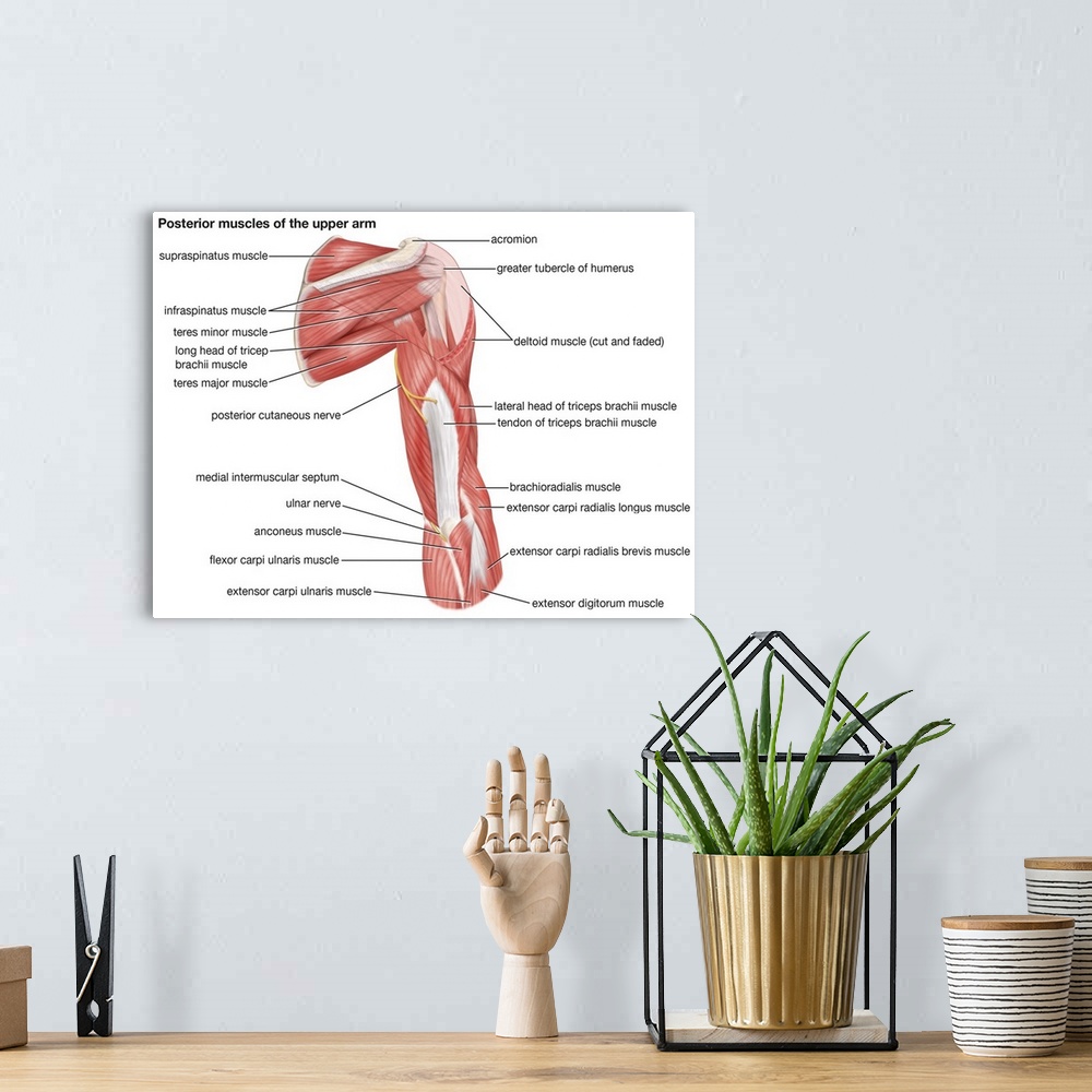 A bohemian room featuring Muscles of upper arm - posterior view