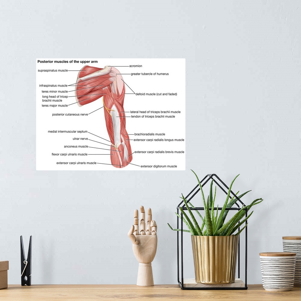 A bohemian room featuring Muscles of upper arm - posterior view