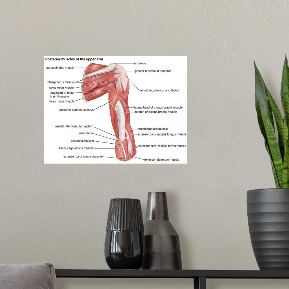 A modern room featuring Muscles of upper arm - posterior view