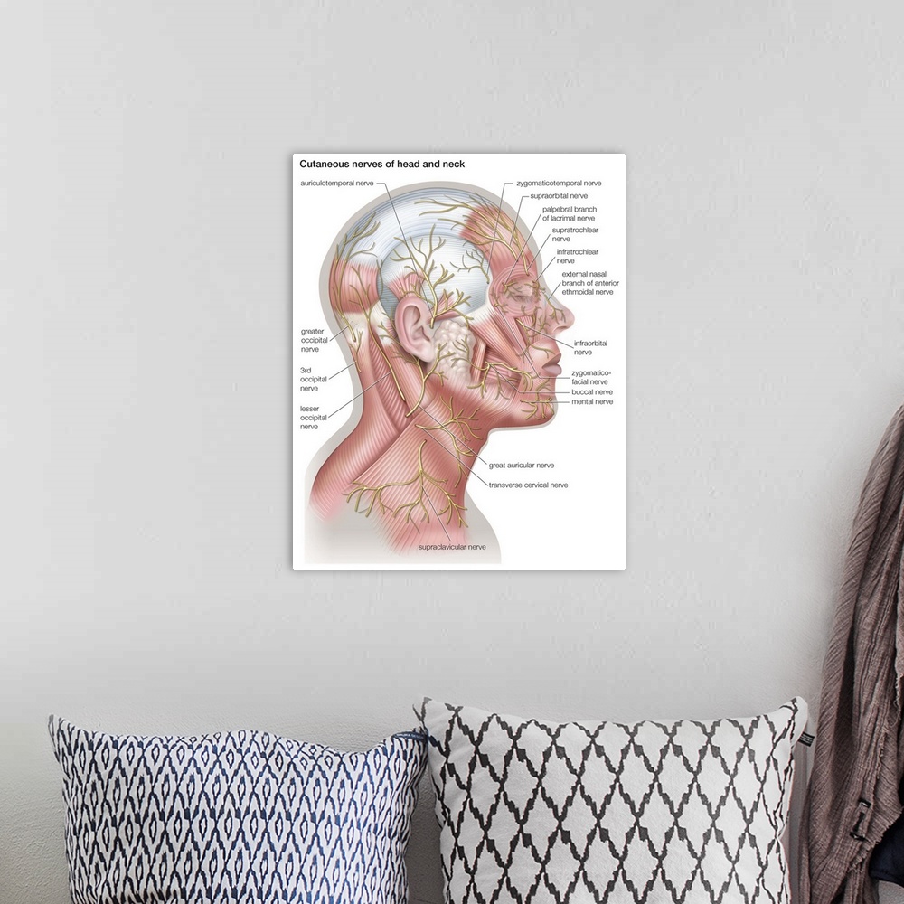 A bohemian room featuring Nerves of head and neck - lateral view. nervous system