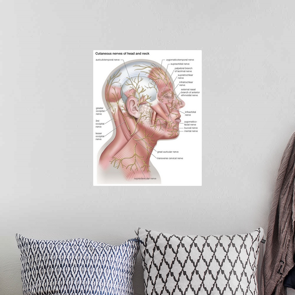 A bohemian room featuring Nerves of head and neck - lateral view. nervous system