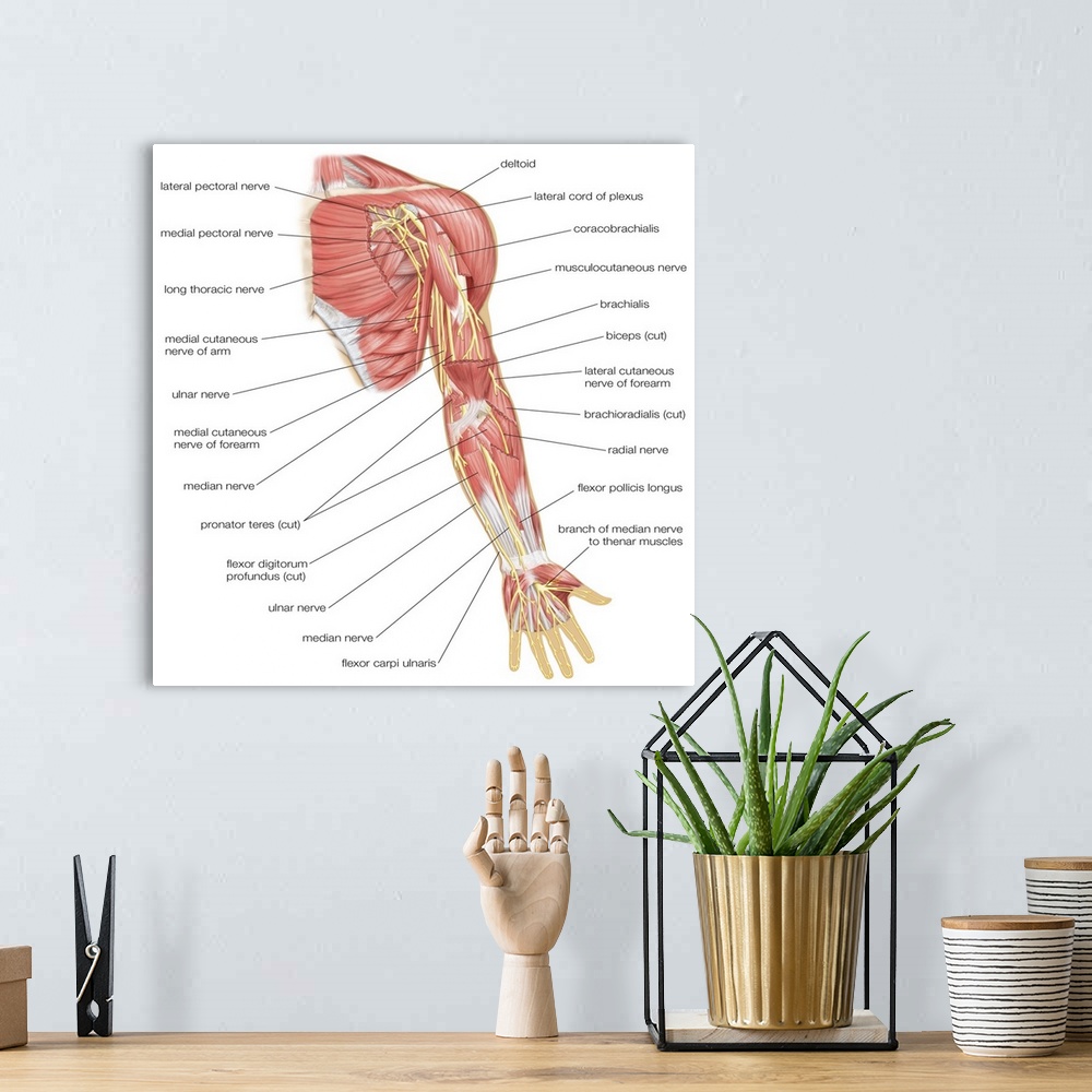 A bohemian room featuring Nerves of the left arm - anterior view. nervous system