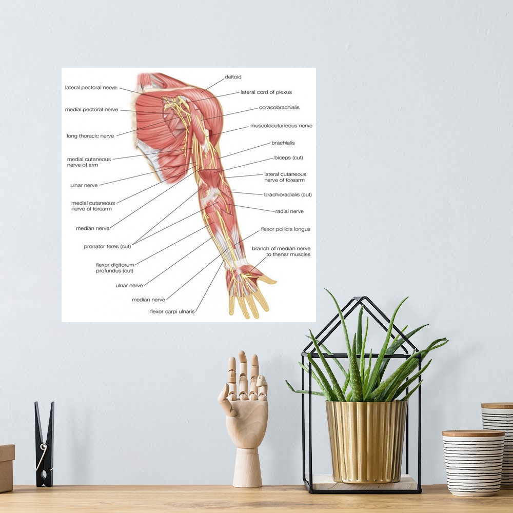 A bohemian room featuring Nerves of the left arm - anterior view. nervous system