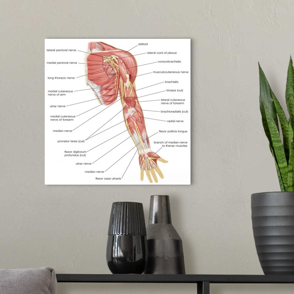 A modern room featuring Nerves of the left arm - anterior view. nervous system