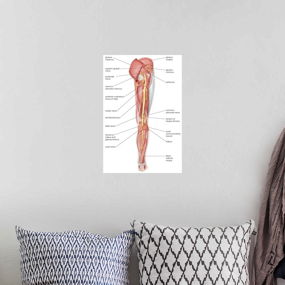 A bohemian room featuring Nerves of the right leg - posterior view. nervous system