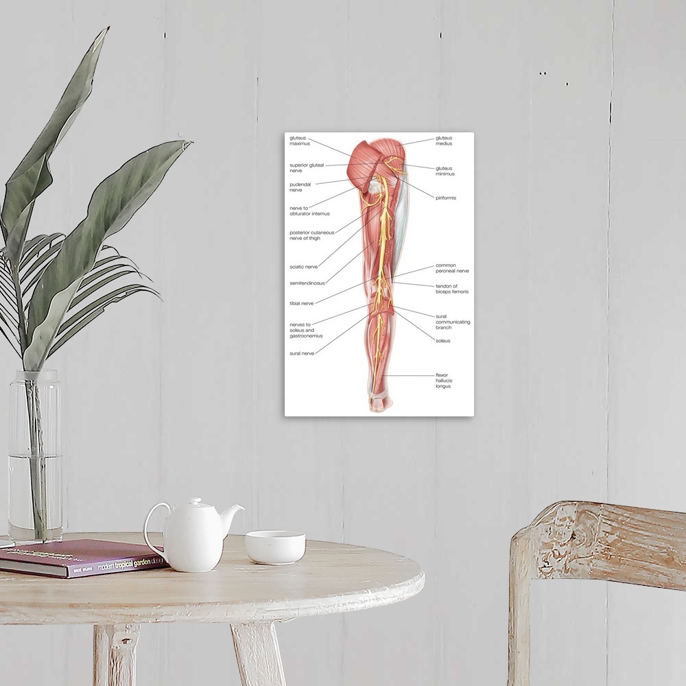 A farmhouse room featuring Nerves of the right leg - posterior view. nervous system