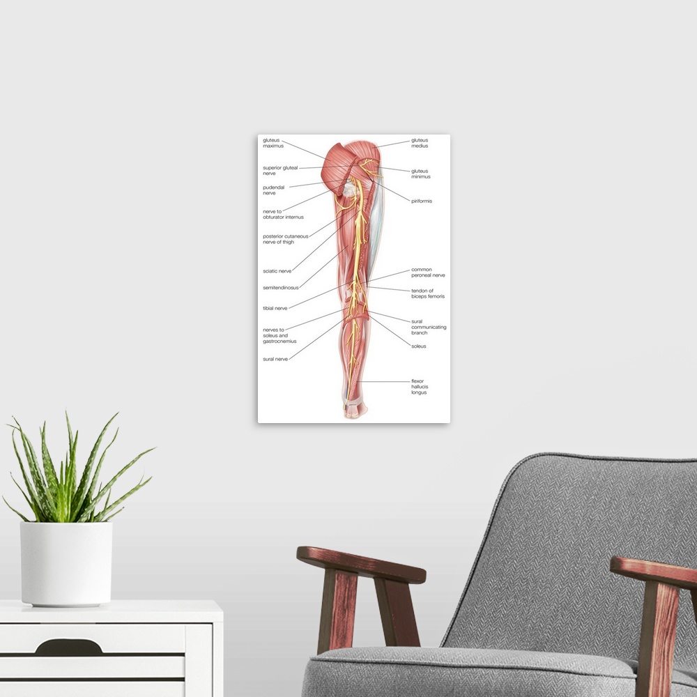 A modern room featuring Nerves of the right leg - posterior view. nervous system