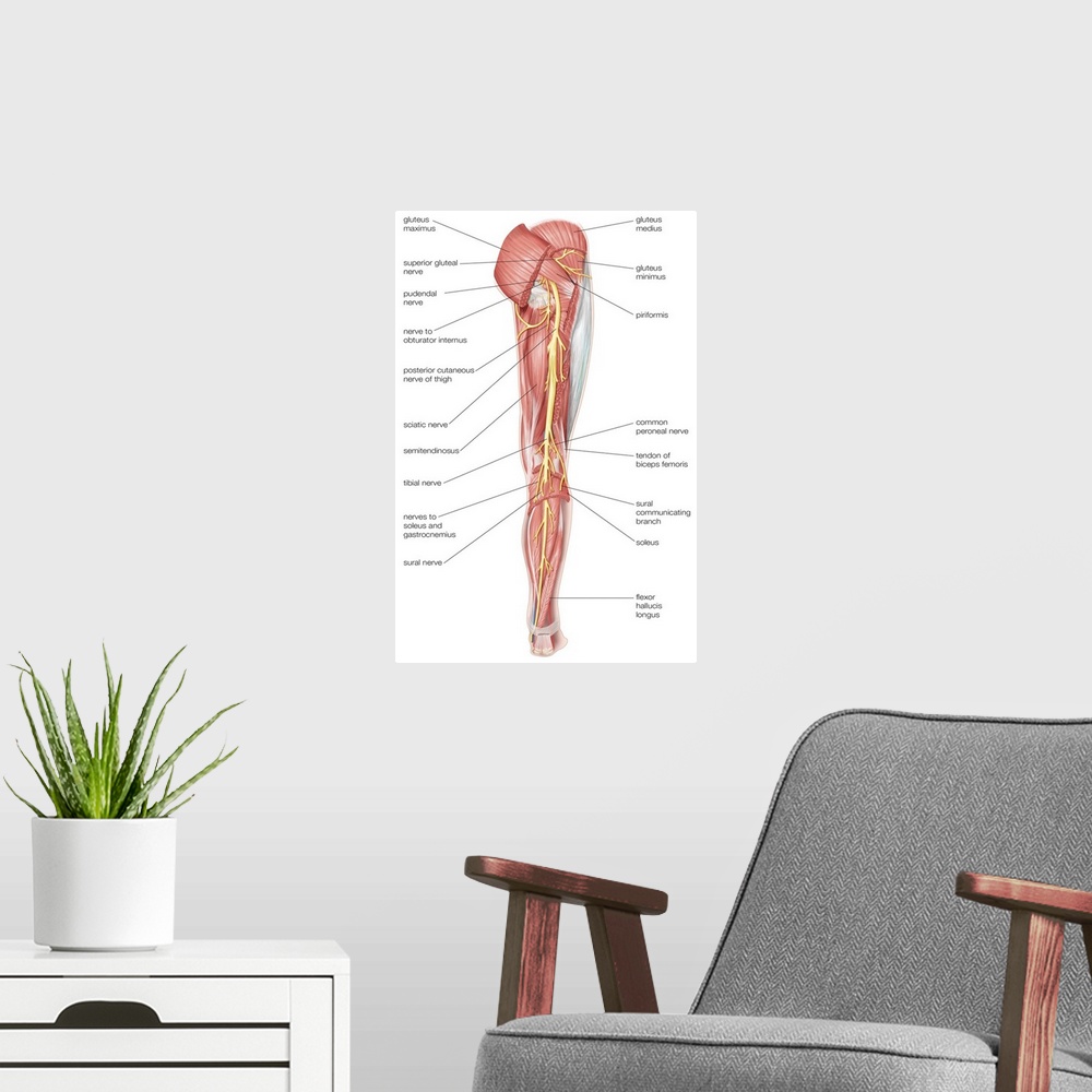 A modern room featuring Nerves of the right leg - posterior view. nervous system