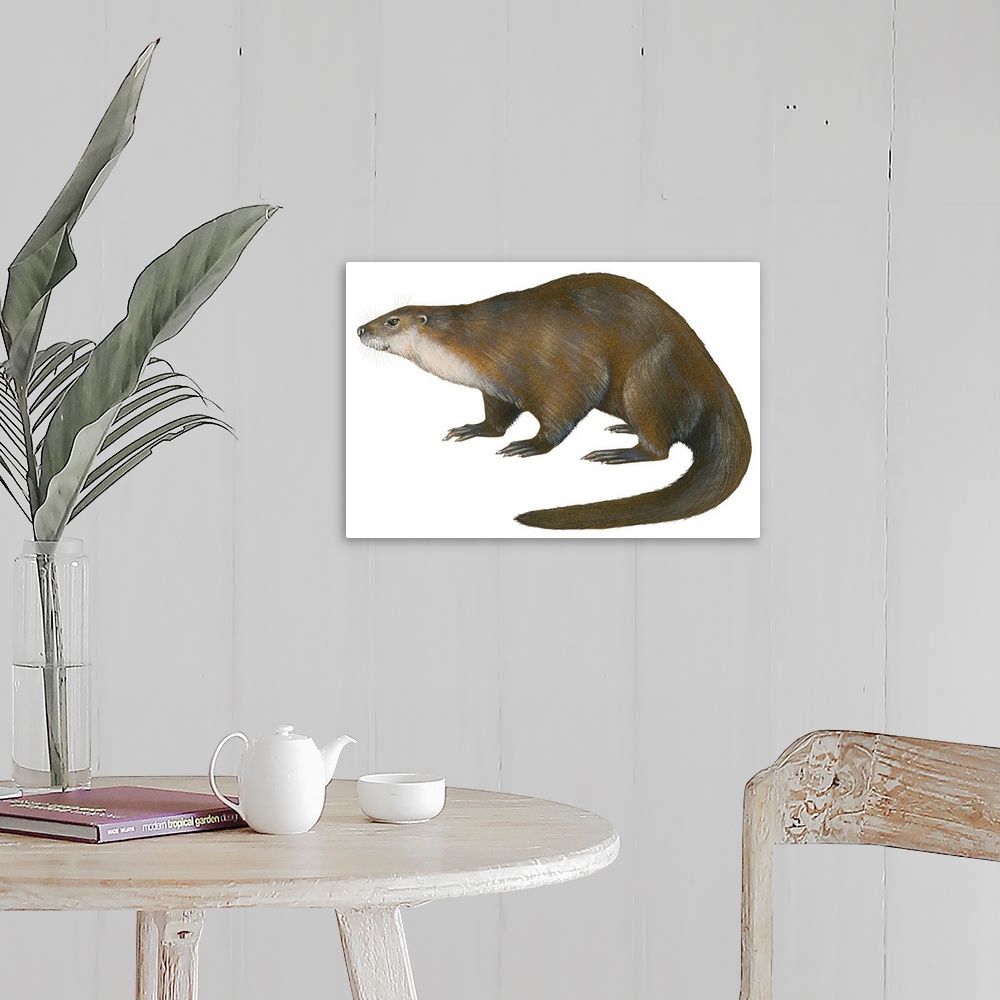 A farmhouse room featuring North American River Otter (Lutra Canadensis), Weasel