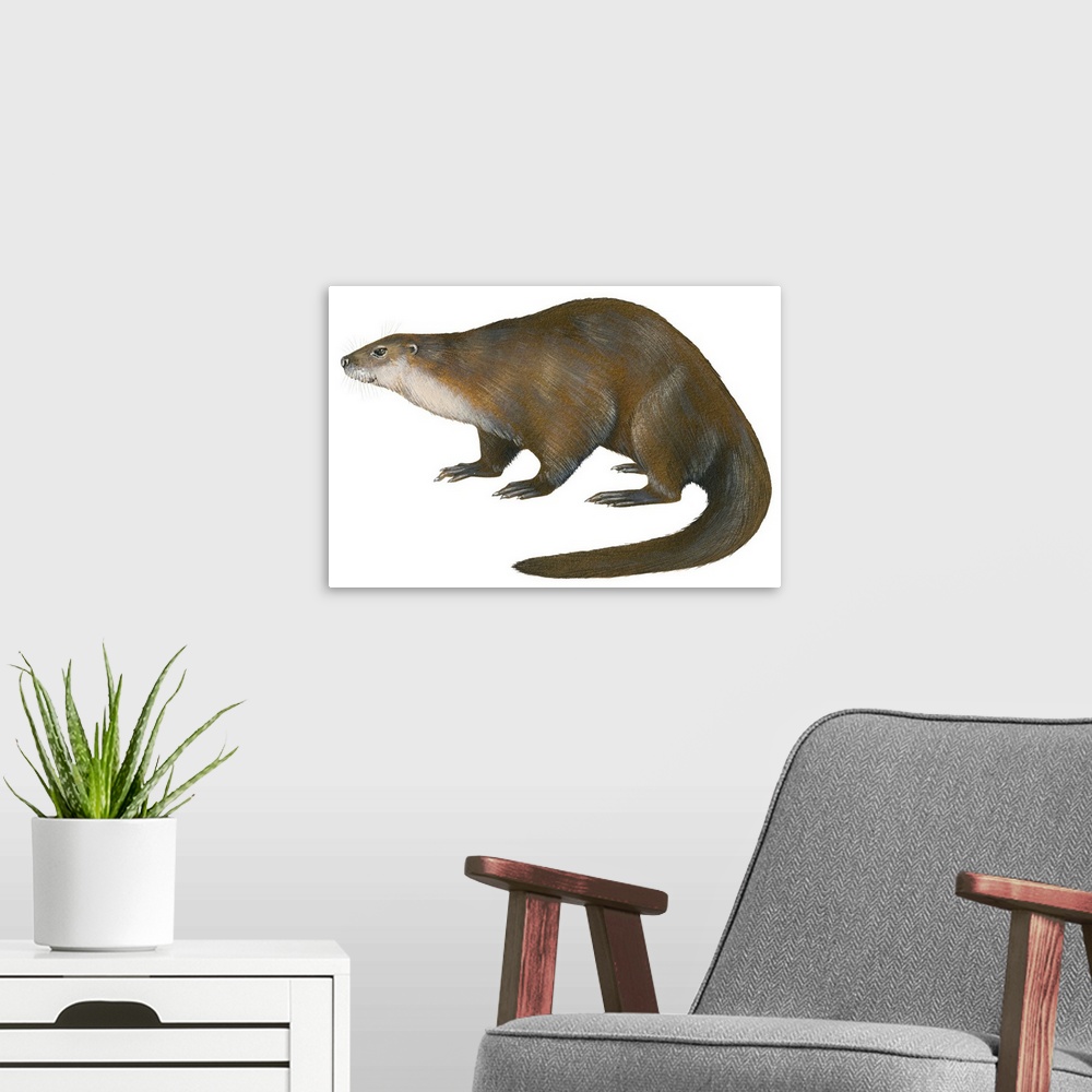 A modern room featuring North American River Otter (Lutra Canadensis), Weasel