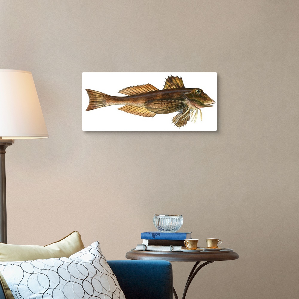 A traditional room featuring Northern Sea Robin (Prionotus Carolinus)