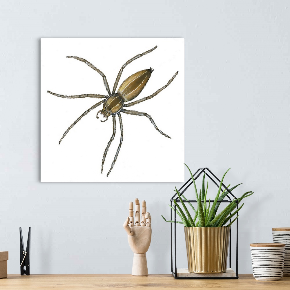 A bohemian room featuring Nursery Web Spider (Pisaurina Mira)
