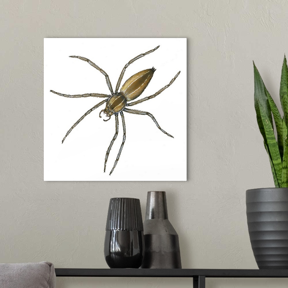 A modern room featuring Nursery Web Spider (Pisaurina Mira)