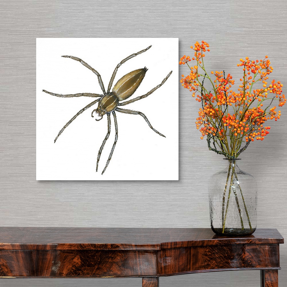 A traditional room featuring Nursery Web Spider (Pisaurina Mira)