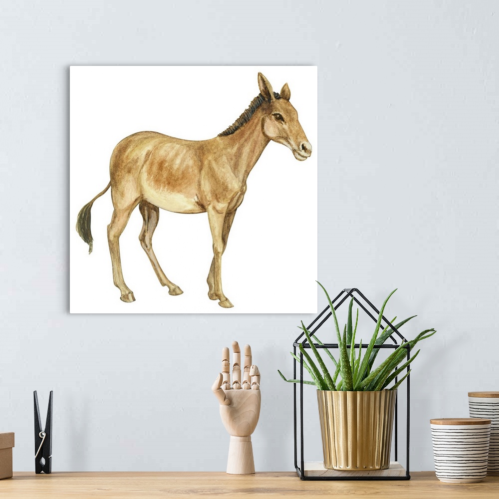 A bohemian room featuring Onager (Equus Onager)