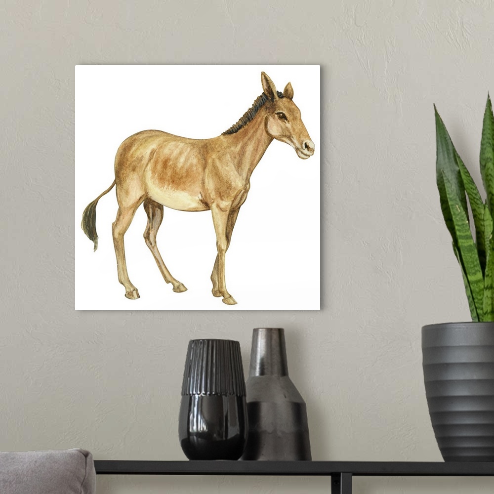 A modern room featuring Onager (Equus Onager)