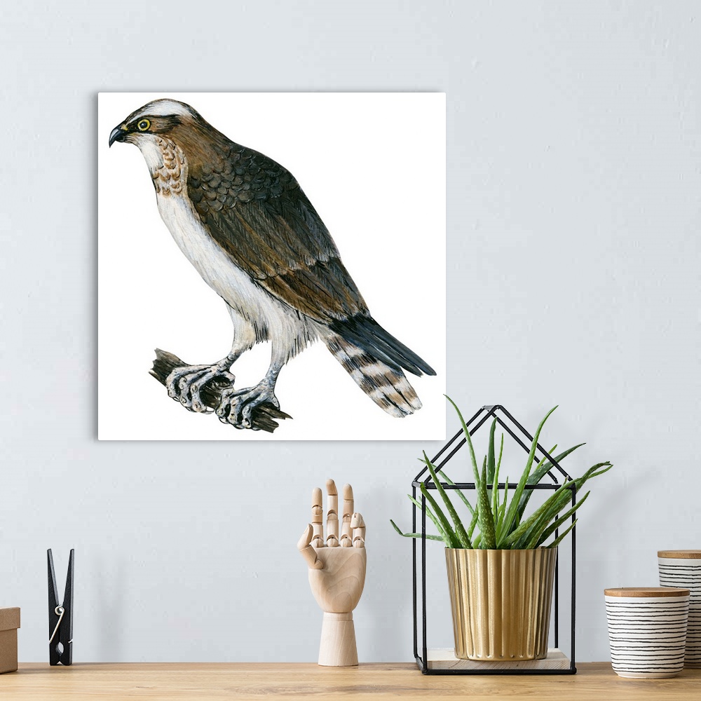 A bohemian room featuring Educational illustration of the osprey.