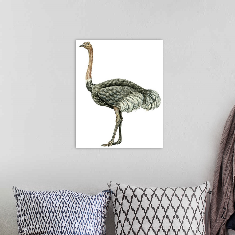 A bohemian room featuring Educational illustration of the ostrich.