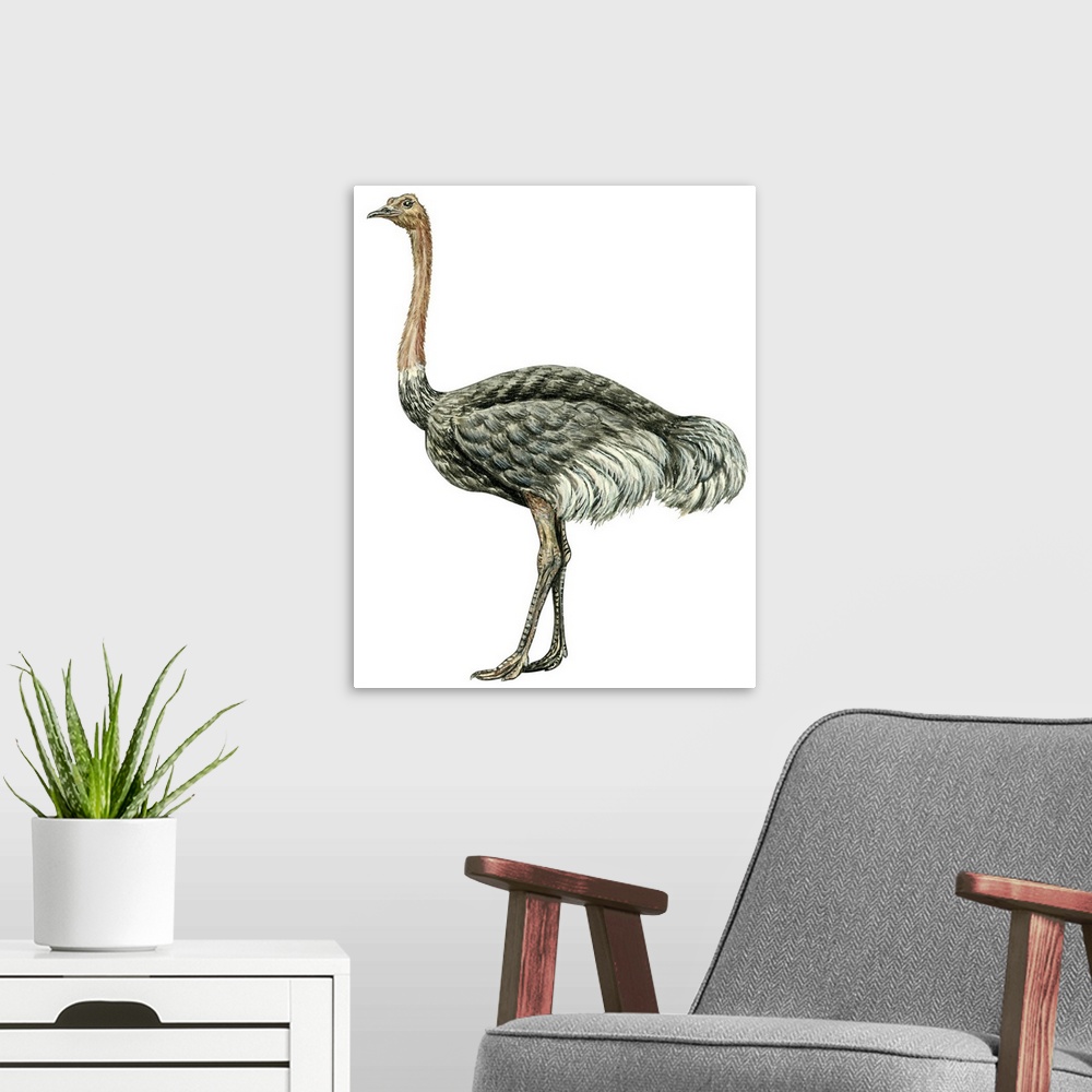 A modern room featuring Educational illustration of the ostrich.