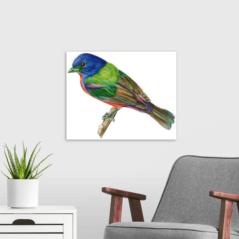 A modern room featuring Educational illustration of the painted bunting.
